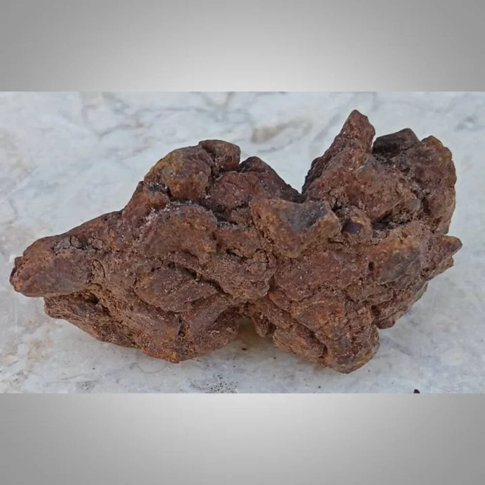 coprolite fossilized dung 02 fossil
